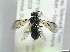  ( - bf-sym-00814)  @11 [ ] CreativeCommons - Attribution Share-Alike (2019) Lønnve, O.J BioFokus