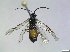  ( - bf-sym-00844)  @11 [ ] CreativeCommons - Attribution Share-Alike (2019) Lønnve, O.J BioFokus