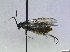  ( - bf-sym-00847)  @11 [ ] CreativeCommons - Attribution Share-Alike (2019) Lønnve, O.J BioFokus