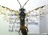  ( - bf-sym-00876)  @11 [ ] CreativeCommons - Attribution Share-Alike (2019) Lønnve, O.J BioFokus
