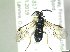  ( - bf-sym-00900)  @11 [ ] CreativeCommons - Attribution Share-Alike (2019) Lønnve, O.J BioFokus