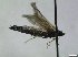  ( - bf-sym-00944)  @11 [ ] CreativeCommons - Attribution Share-Alike (2019) Lønnve, O.J BioFokus