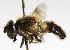  (Eristalis himalayensis - CNC1078215)  @11 [ ] CreativeCommons - Attribution Non-Commercial No Derivatives (2020) Jeffrey Skevington Agriculgure and Agri-Food Canada