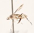  (Stylogaster sp. ZUR4 - INB4407983)  @14 [ ] No Rights Reserved (2015) Unspecified CNC