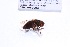 (Serichlamys sp - CNC1059093)  @11 [ ] No Rights Reserved (2018) Unspecified CNC