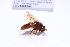  (Serichlamys serpentiphallus - CNC1059095)  @11 [ ] No Rights Reserved (2018) Unspecified CNC