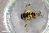  ( - ZFMK-TIS-2002434)  @13 [ ] CreativeCommons  Attribution Share-Alike (by-sa) 4.0 (2014) Unspecified Zoologisches Forschungsmuseum Alexander Koenig