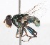  ( - AustralianMuseumK404996)  @11 [ ] No Rights Reserved (2015) Unspecified CNC