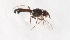  (Smartiomyia - CNC451718)  @11 [ ] No Rights Reserved (2015) Unspecified CNC