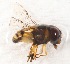  (Austalis conjuncta - CNC457399)  @11 [ ] No Rights Reserved (2015) Unspecified CNC
