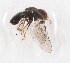  (Eudorylas sp. E8 - CNC457551)  @12 [ ] No Rights Reserved (2015) Unspecified CNC