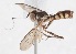  (Stylogaster sp. ZUR6 - INB4440372)  @14 [ ] No Rights Reserved (2015) Unspecified CNC