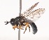  (Oligeriops chalybeus - QM_REG._NO._T220187)  @11 [ ] No Rights Reserved (2015) Unspecified CNC