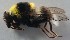  ( - Sander_Bot_Specimen#64)  @11 [ ] No Rights Reserved (2015) Unspecified CNC