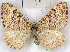  (Xanthorhoe annotinata - RMZ4053_5)  @14 [ ] CreativeCommons - Attribution Non-Commercial Share-Alike (2015) Helgeland Museum Helgeland Museum