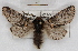  (Notodonta furcula - RMZ4995)  @14 [ ] CreativeCommons - Attribution Non-Commercial Share-Alike (2015) Helgeland Museum Helgeland Museum