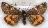  ( - RMZ6739_2)  @13 [ ] CreativeCommons - Attribution Non-Commercial Share-Alike (2015) Helgeland Museum Helgeland Museum