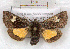  ( - RMZ7236_1)  @14 [ ] CreativeCommons - Attribution Non-Commercial Share-Alike (2015) Helgeland Museum Helgeland Museum