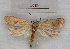 (Agonopterix broennoeensis - RMZ7959_5)  @14 [ ] CreativeCommons - Attribution Non-Commercial Share-Alike (2015) Helgeland Museum Helgeland Museum