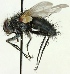  (Bithia acanthophora - JP00283)  @11 [ ] CreativeCommons - Attribution Non-Commercial (2012) Marko Mutanen University of Oulu