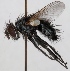  (Phryxe magnicornis - JP00550)  @13 [ ] CreativeCommons - Attribution Non-Commercial (2012) Marko Mutanen University of Oulu