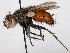  (Peleteria rubescens - JP00577)  @14 [ ] CreativeCommons - Attribution Non-Commercial (2012) Marko Mutanen University of Oulu