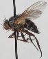  (Actia pilipennis - JP00722)  @13 [ ] CreativeCommons - Attribution Non-Commercial (2012) Marko Mutanen University of Oulu