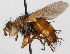  (Tachina fera - JP00791)  @15 [ ] CreativeCommons - Attribution Non-Commercial (2012) Marko Mutanen University of Oulu