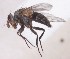  (Actia infantula - JP00834)  @13 [ ] CreativeCommons - Attribution Non-Commercial (2014) Marko Mutanen University of Oulu