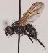  (Blepharomyia piliceps - JP00873)  @13 [ ] CreativeCommons - Attribution Non-Commercial (2014) Marko Mutanen University of Oulu