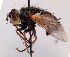  (Tachina magnicornis - JP00892)  @15 [ ] CreativeCommons - Attribution Non-Commercial (2014) Marko Mutanen University of Oulu