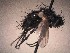  (Lecanipa - AHa14-003401)  @11 [ ] Unspecified (default): All Rights Reserved  Unspecified Unspecified