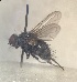  (Graphogaster nigrescens - JP-T2023-001)  @11 [ ] CreativeCommons Attribution NonCommercial  (2023) Unspecified University of Eastern Finland