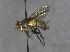  (Ligeriella - JPT001)  @11 [ ] Unspecified (default): All Rights Reserved  Unspecified Unspecified