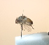  (Aphantorhaphopsis samarensis - MoM2021_001)  @11 [ ] CreativeCommons Attribution NonCommercial  (2020) J. Pohjoismaeki University of Eastern Finland