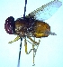  (Therobia maculipennis - JP-2017-04)  @11 [ ] Unspecified (default): All Rights Reserved  Unspecified Unspecified