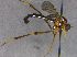 (Vermileo ater - JPT006)  @11 [ ] Unspecified (default): All Rights Reserved  Unspecified Unspecified