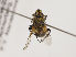  (Clytiomya nr. sola - ZMUO.030512)  @11 [ ] CreativeCommons - Attribution Non-Commercial (2019) Marko Mutanen University of Oulu