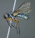  (Argyromima mirabilis - JOS1211.33.3)  @11 [ ] (by) (2020) Unspecified Wright State University