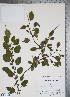  (Crataegus brachyacantha - TRT073)  @11 [ ] Copyright (2012) Tim Dickinson Royal Ontario Museum