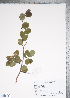  (Crataegus ashei - TRT110)  @11 [ ] Copyright (2012) Tim Dickinson Royal Ontario Museum