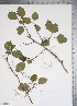  (Crataegus robur - TRT026)  @11 [ ] Copyright (2011) Tim Dickinson Royal Ontario Museum