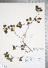  (Crataegus marshallii - TRT078)  @11 [ ] Copyright (2011) Tim Dickinson Royal Ontario Museum