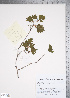  (Crataegus marshallii - TRT126)  @11 [ ] Copyright (2011) Tim Dickinson Royal Ontario Museum