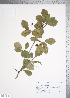  (Crataegus persimilis - TRT138)  @11 [ ] Copyright (2012) Tim Dickinson Royal Ontario Museum