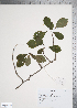  (Crataegus grandis - TRT144)  @11 [ ] Copyright (2012) Tim Dickinson Royal Ontario Museum