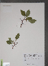  (Crataegus rivularis - TRT235)  @11 [ ] Copyright (2012) Tim Dickinson Royal Ontario Museum