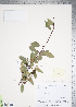  (Crataegus saligna - TRT119)  @11 [ ] Copyright (2012) Tim Dickinson Royal Ontario Museum