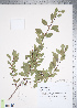  ( - TRT120)  @11 [ ] Copyright (2012) Tim Dickinson Royal Ontario Museum