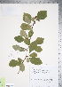  (Crataegus castlegarensis - TRT139)  @11 [ ] Copyright (2012) Tim Dickinson Royal Ontario Museum